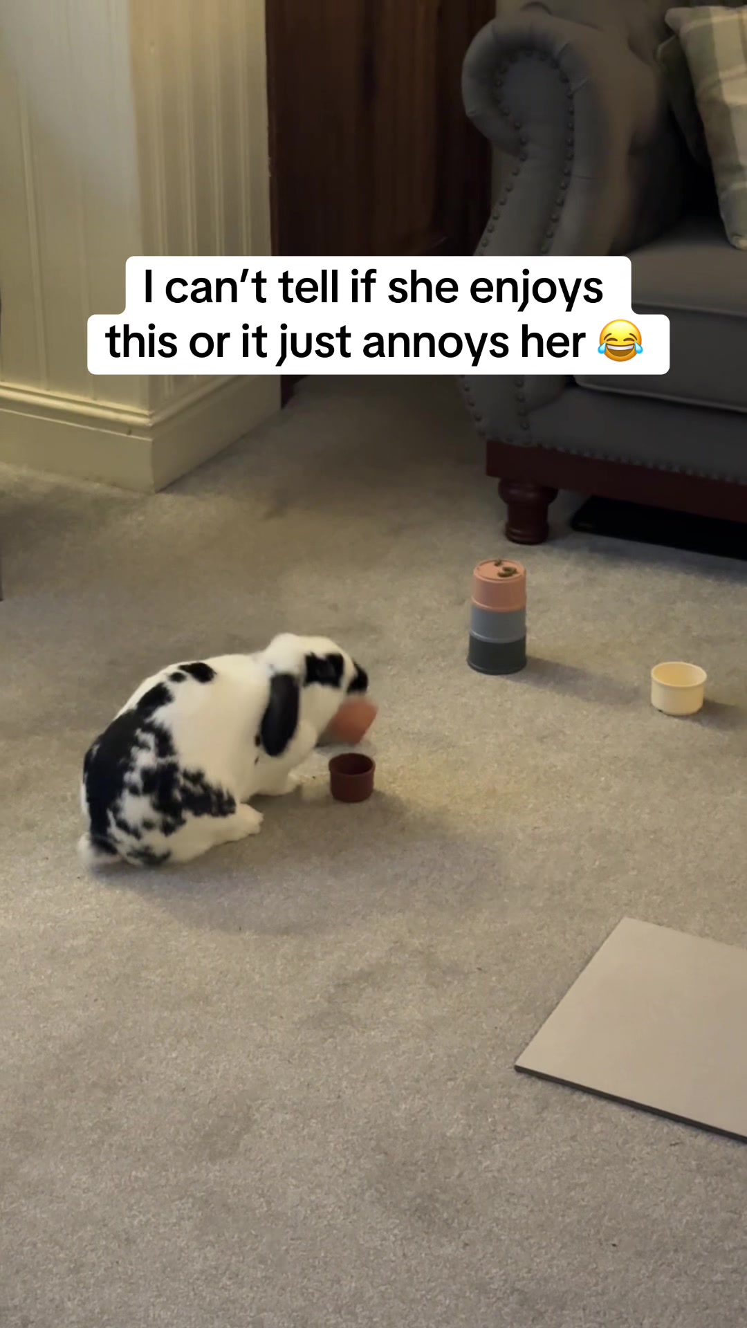 @Bun, two, three, four