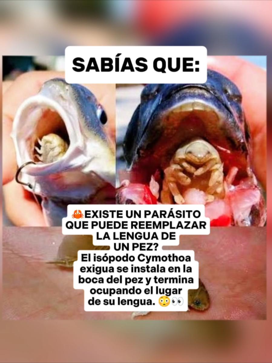 @CLUB DE ANIMALES