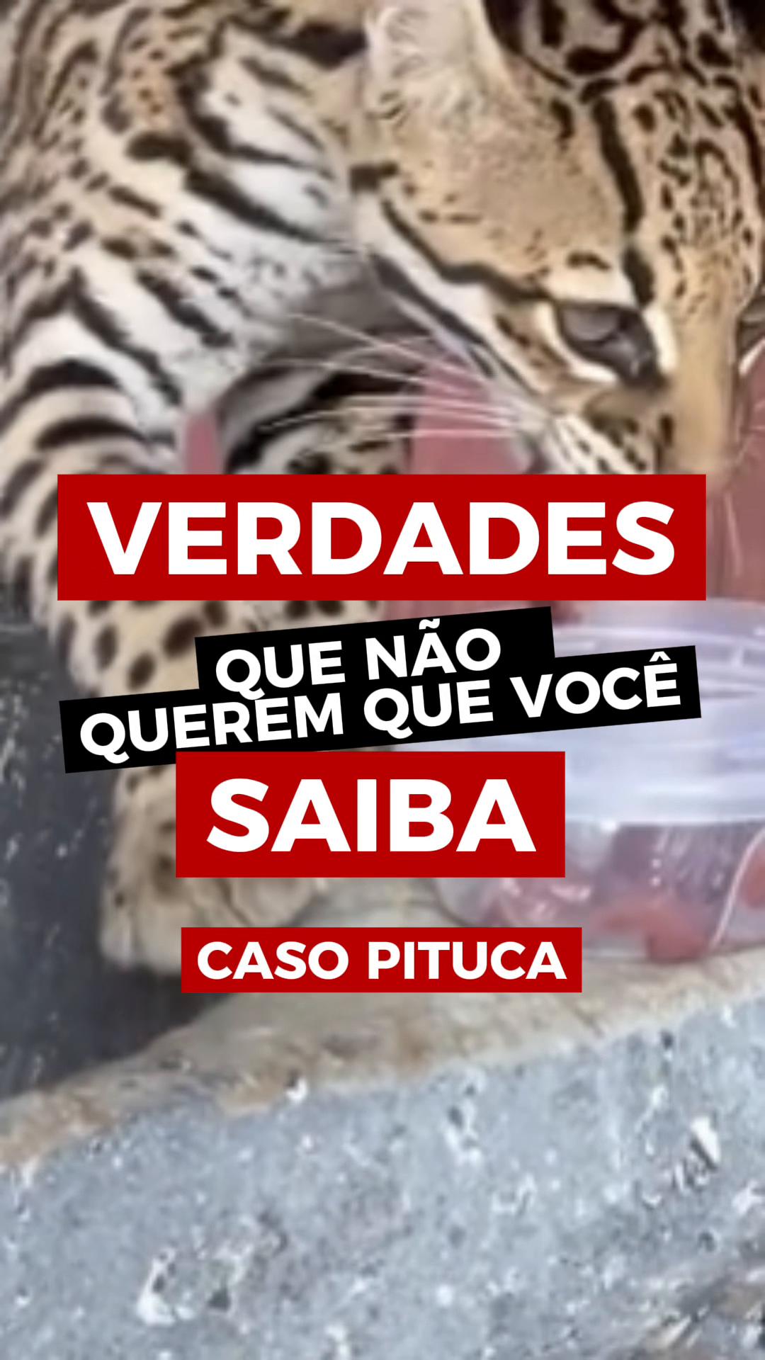 @Elisabete Silva