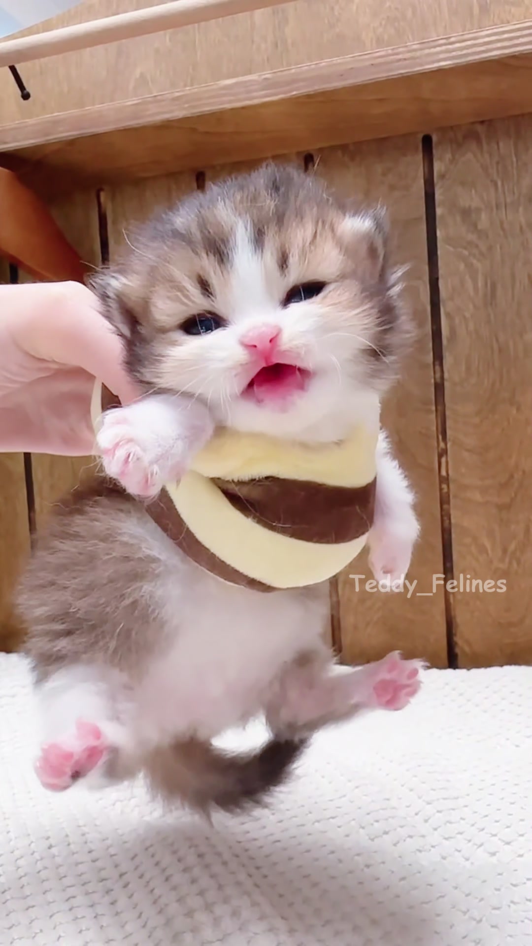 @Teddy_Felines 🧸🐾