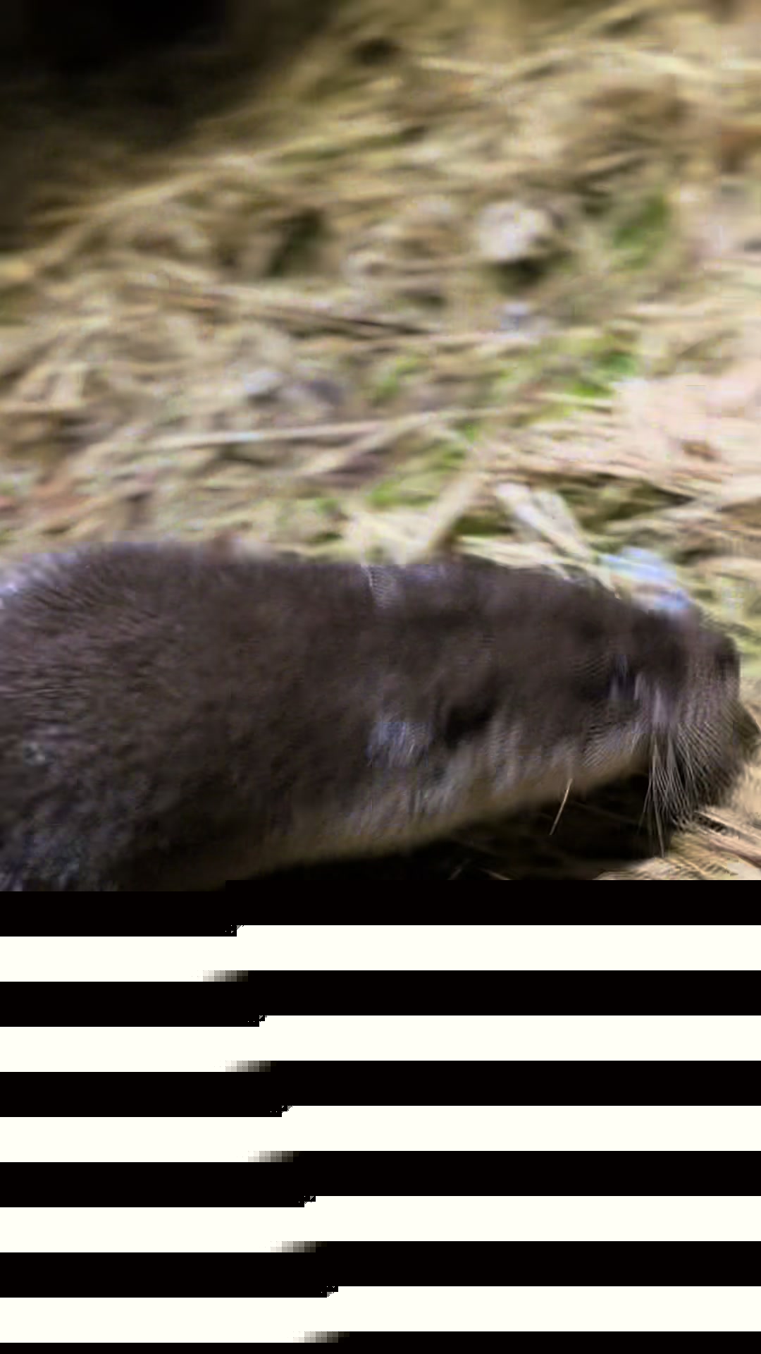 @Leya Otter