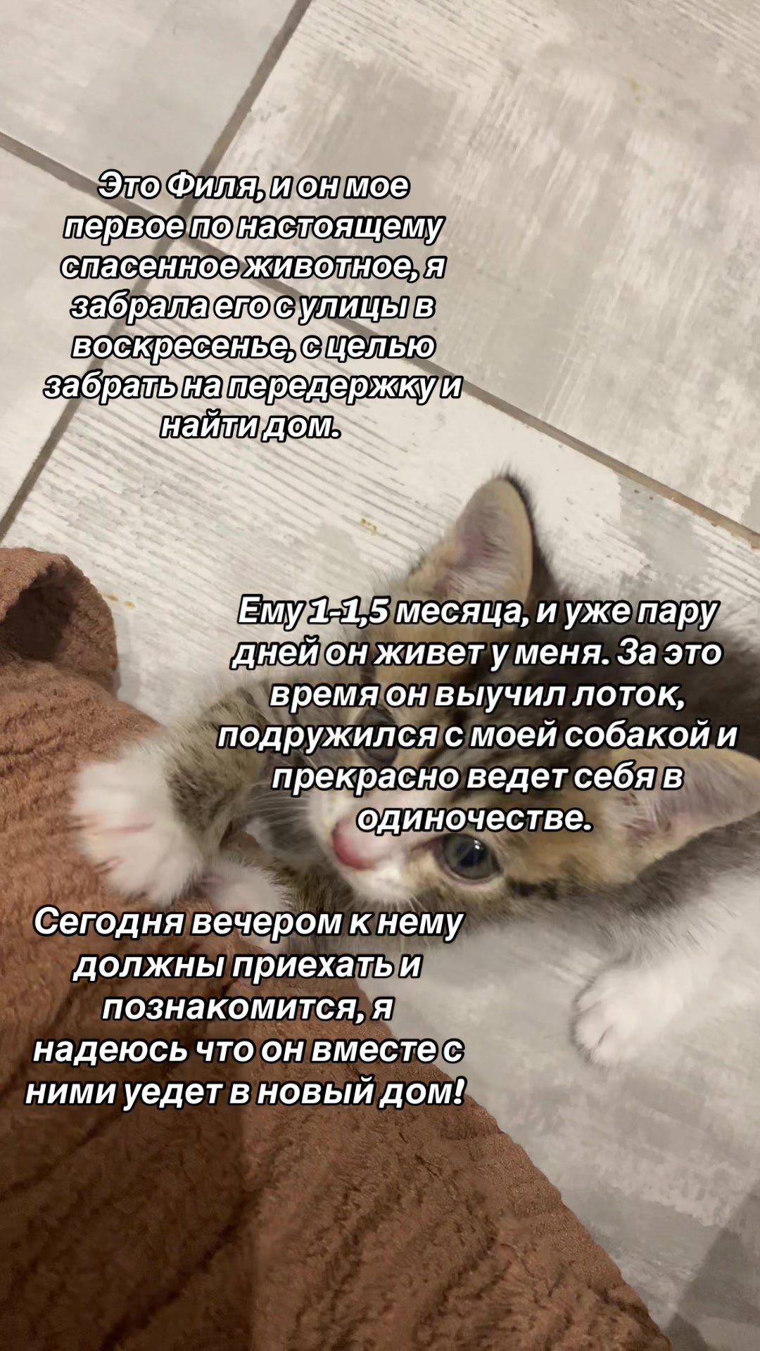 @Ульяна о собаках