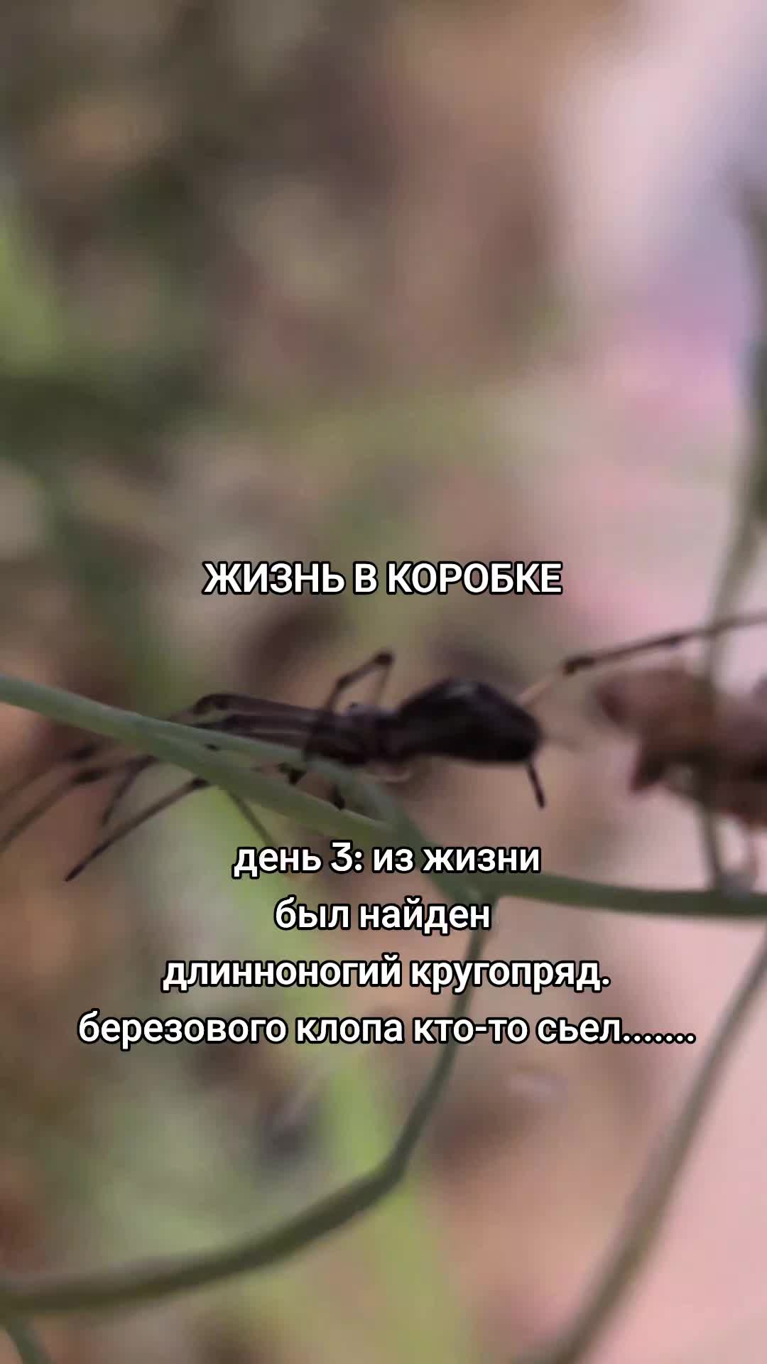@ЖИЗНЬ В КОРОБКЕ
