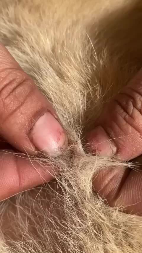 @LiceHack94