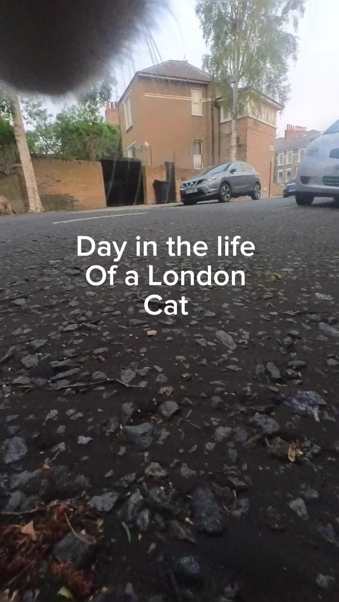 @Snowys_Life