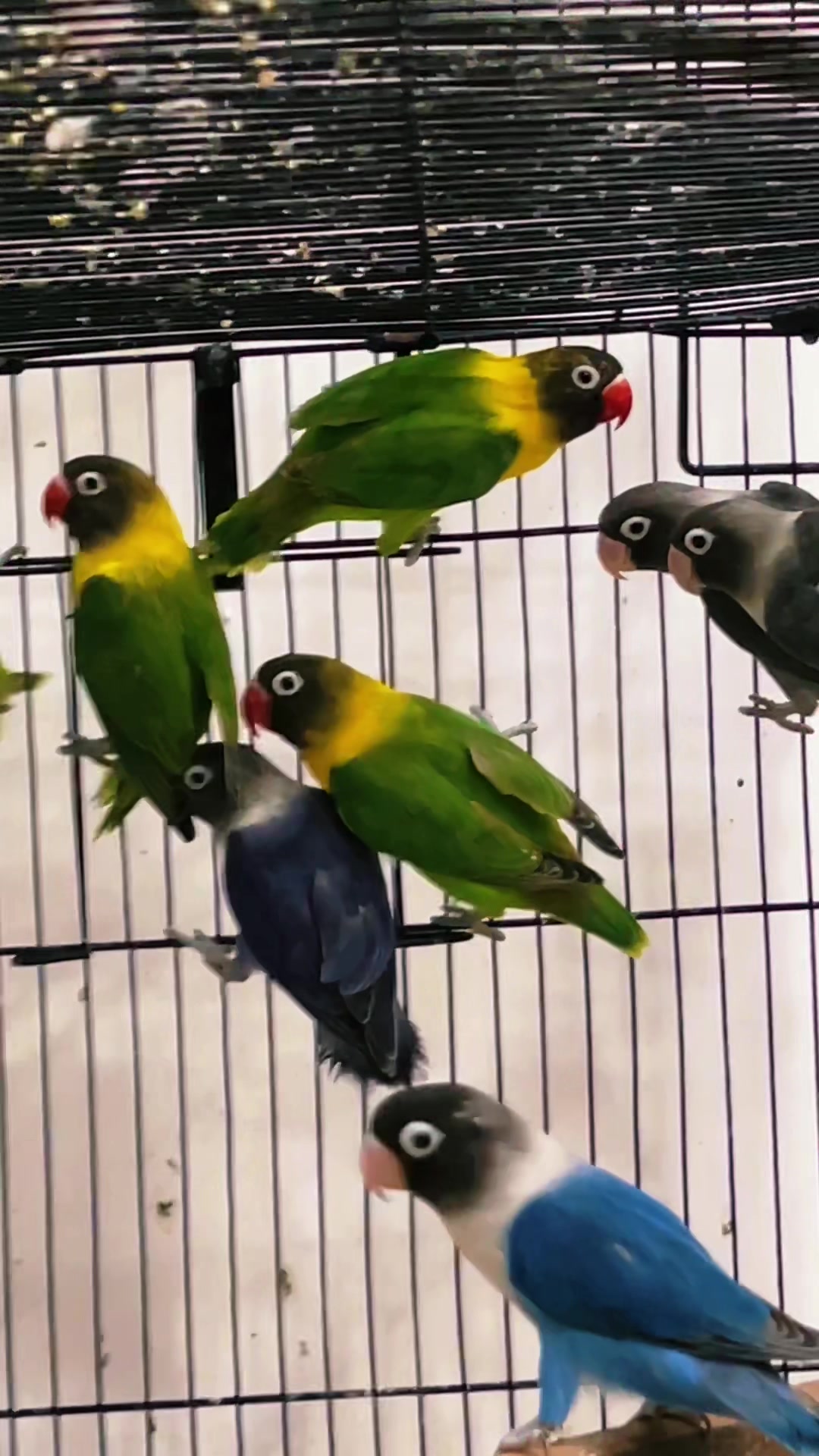 @Zozi Aviary