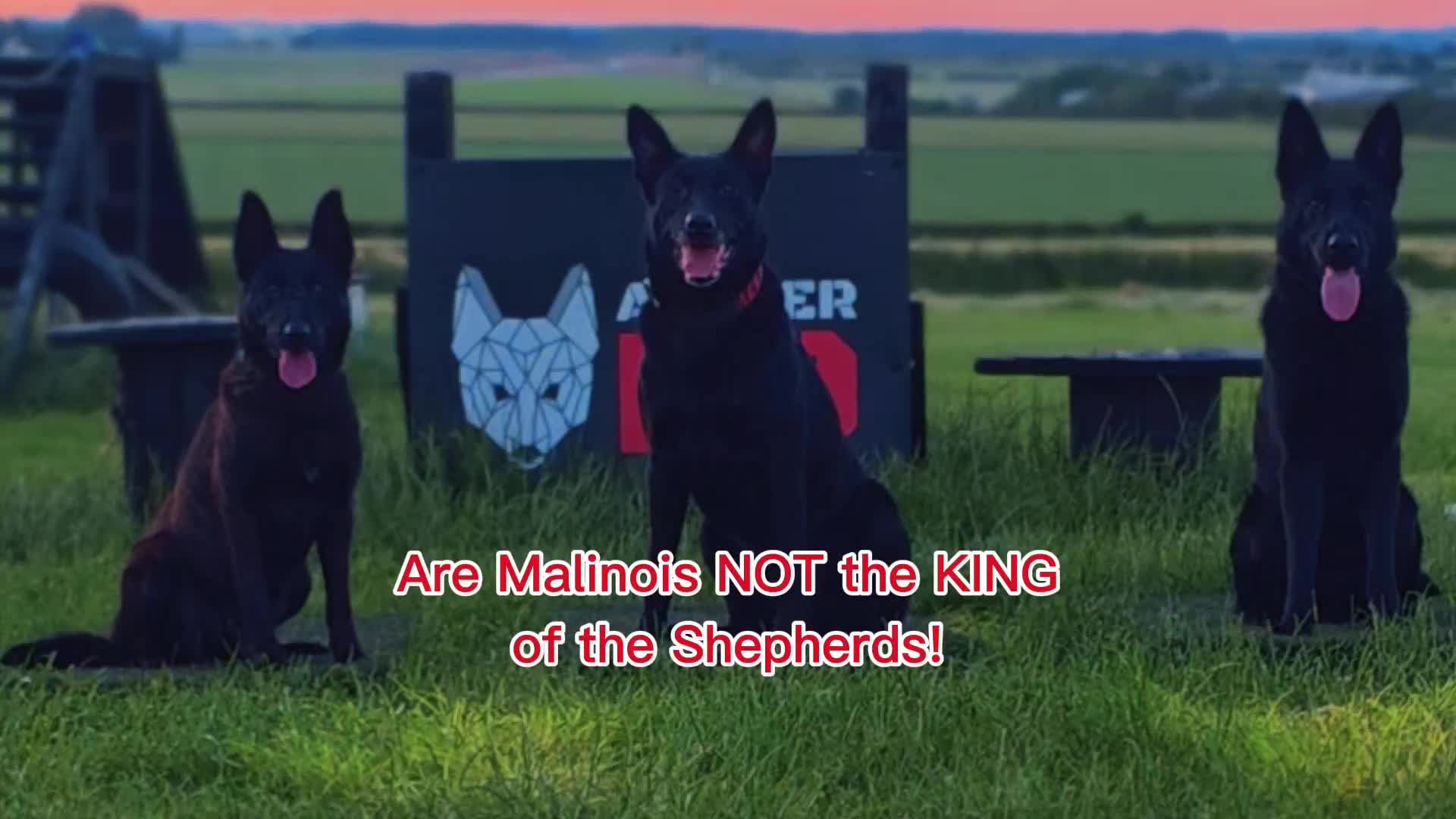 @Archer K9