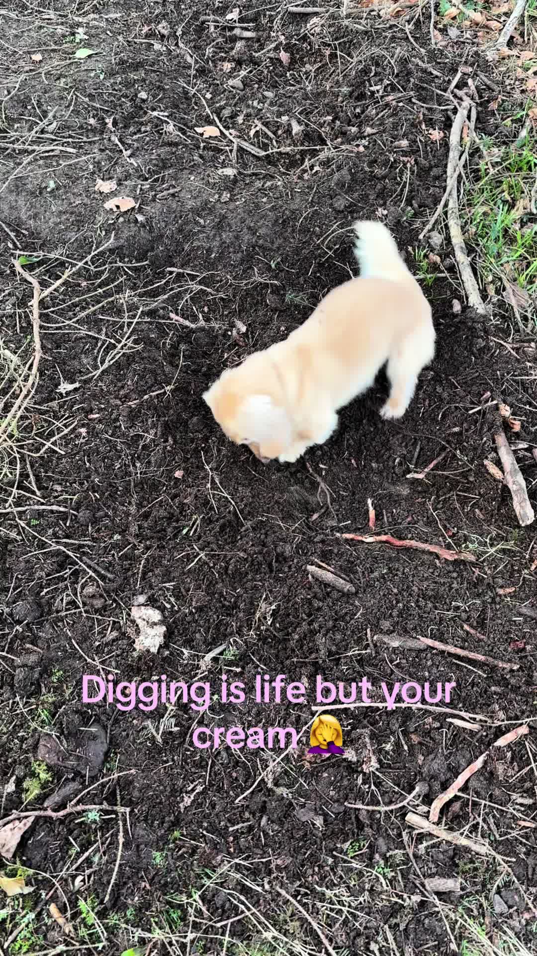 @doglovers1980