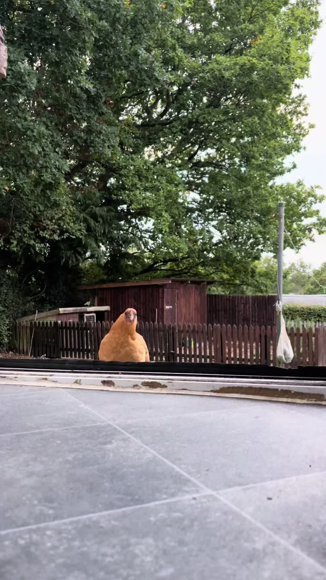 @Kerry and the chickens
