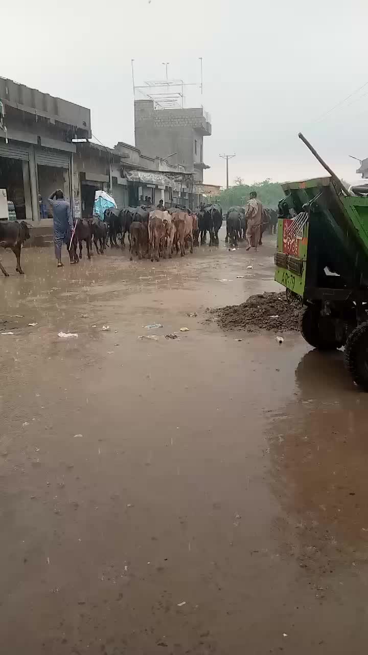 @wajid ali bop