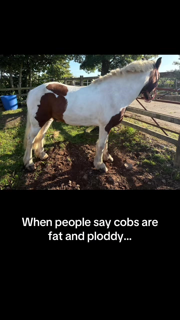 @Lilywiththecobs🐴