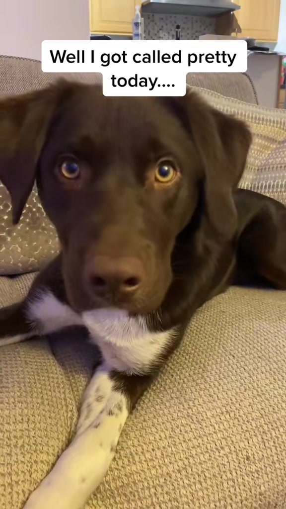 @Kali the Collie Labrador