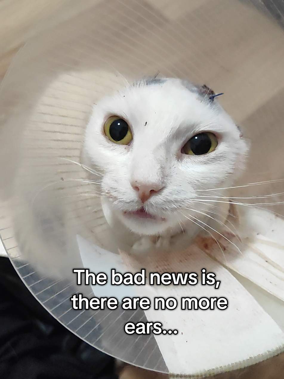 @Fluffy - the persian cat
