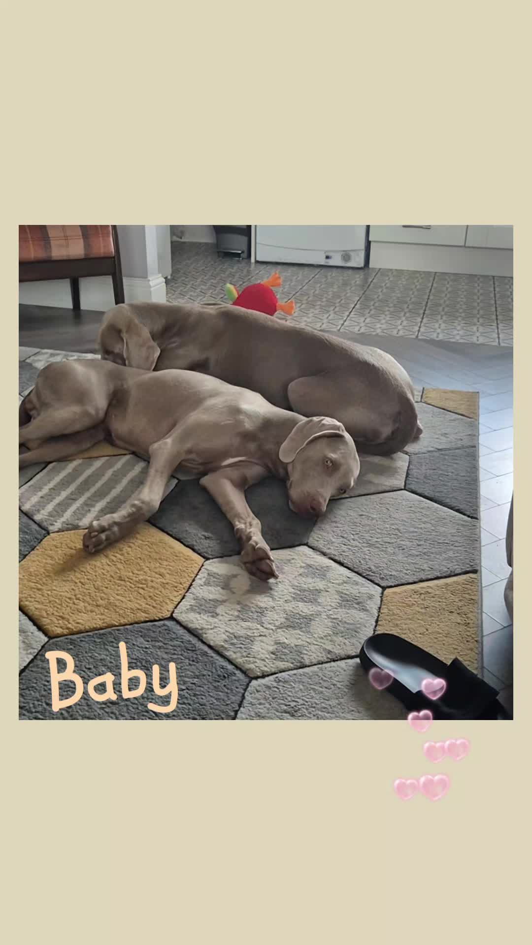 @Sabsky weimaraners
