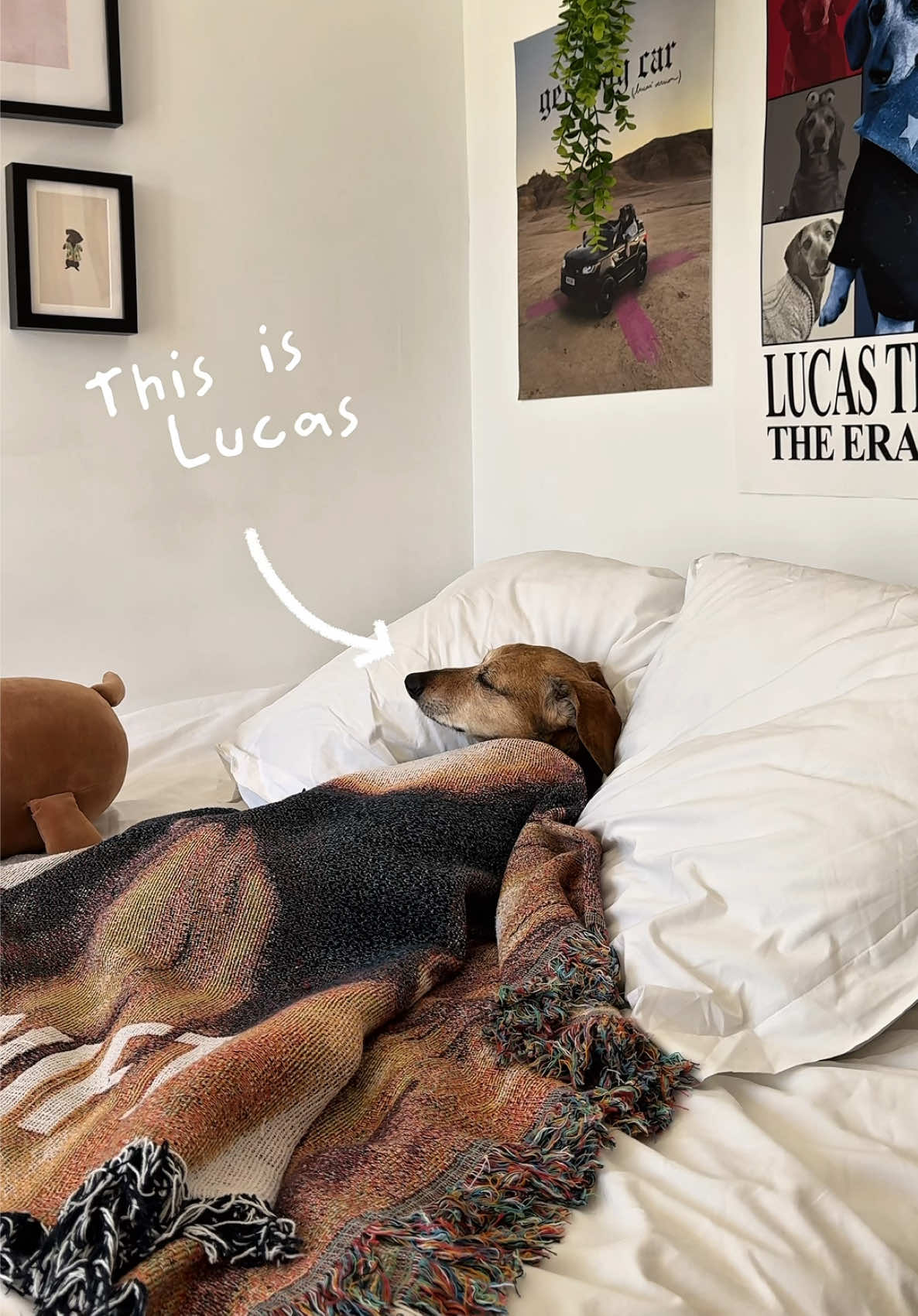 @Lucas The Dog