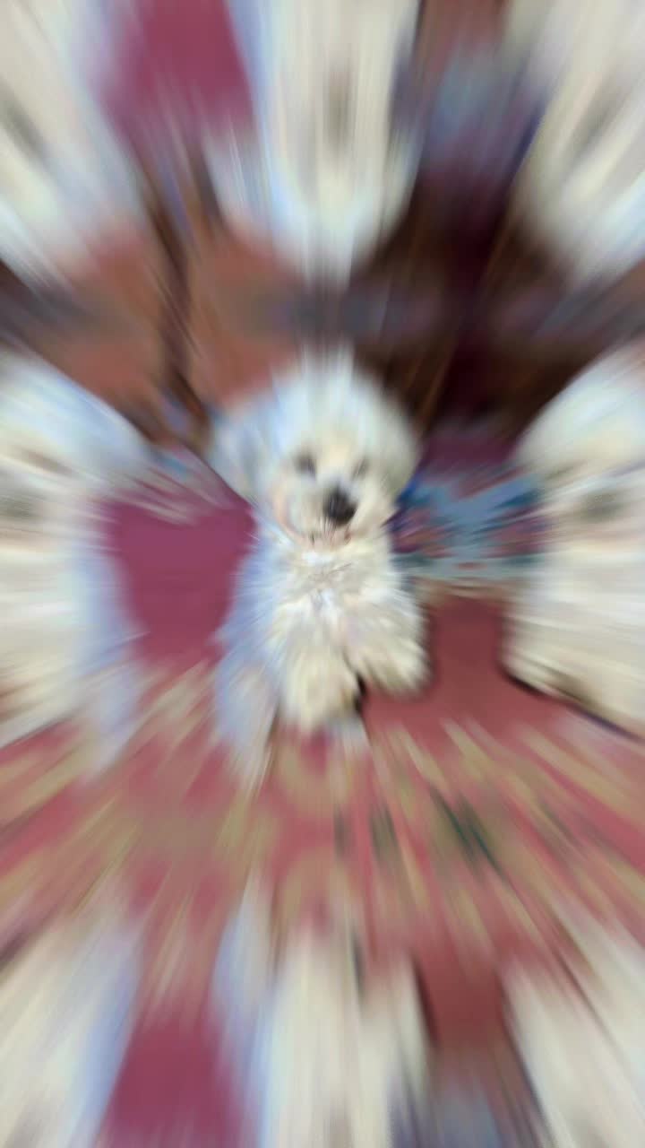 @Teddy bear dancingdog