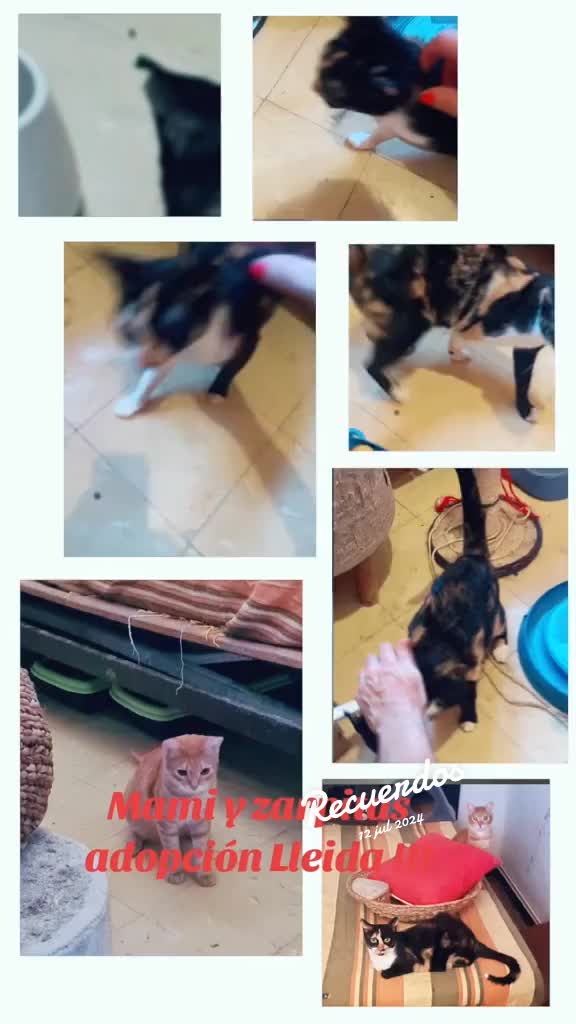 @Angie & Pintxin 😻