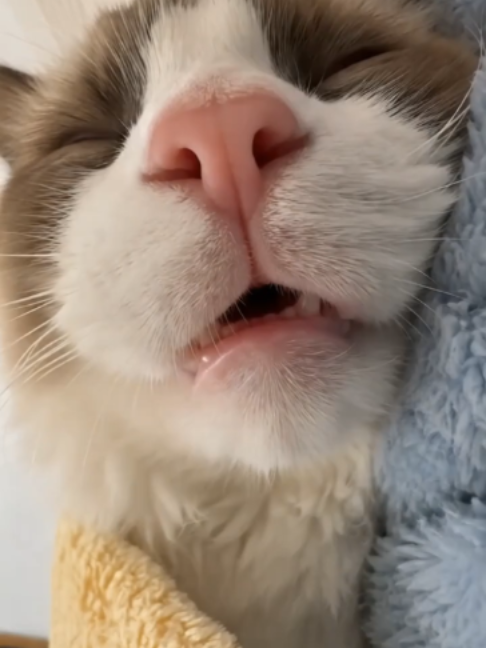@The Feline Glitch
