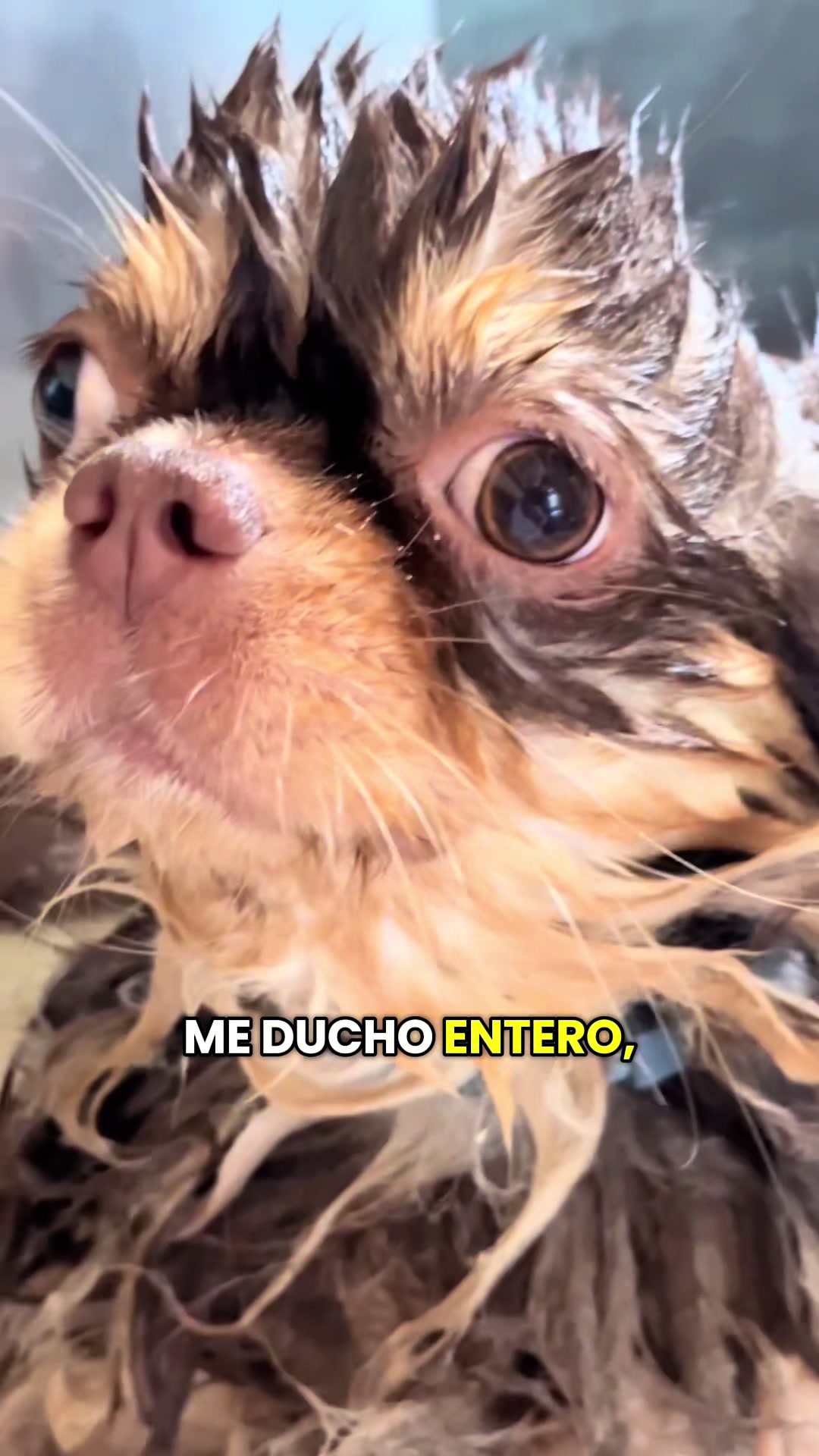 @Olga Catena