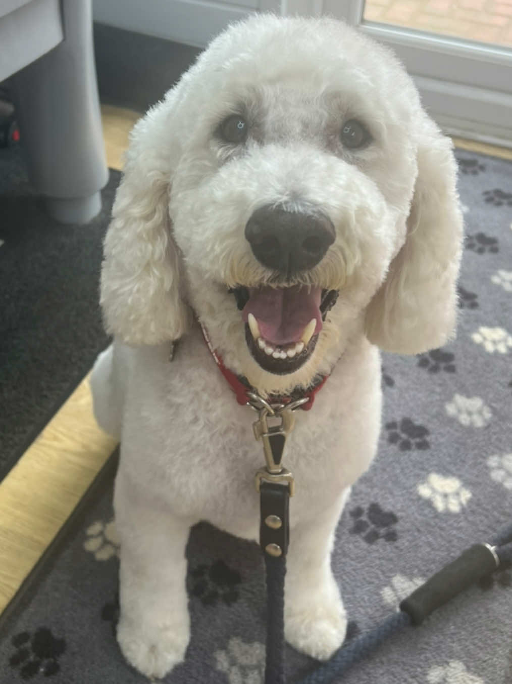 @Sion’s Dog Grooming 🐾