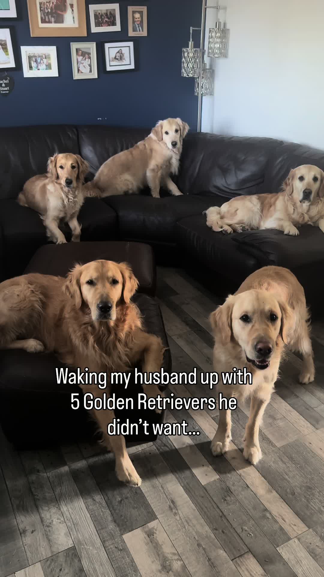 @5 Shades of Golden
