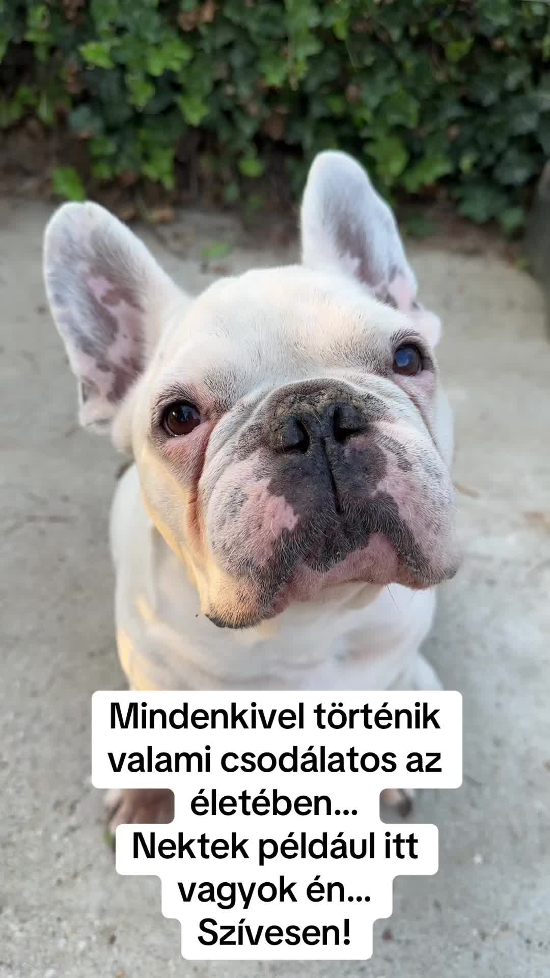 @#faszkivan