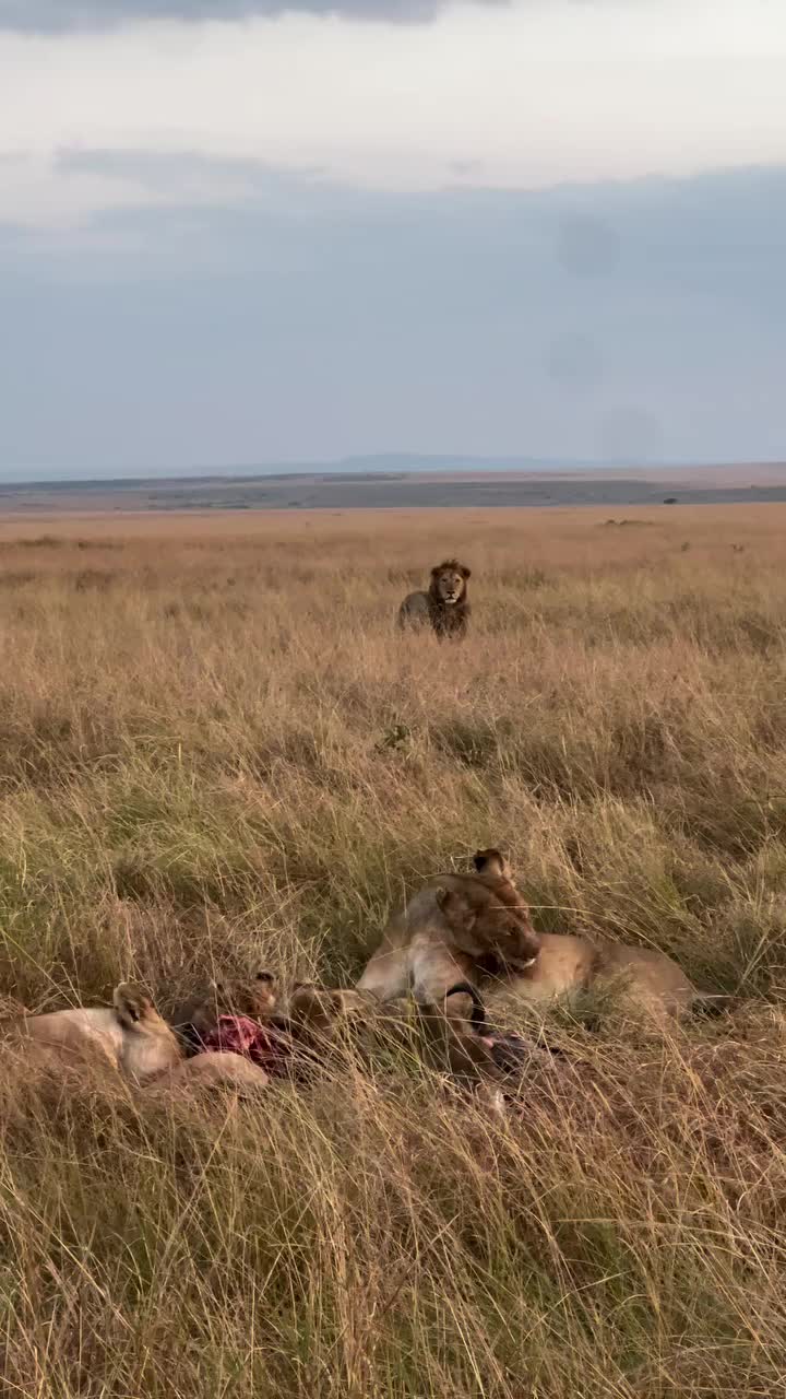 @Албена Граминова