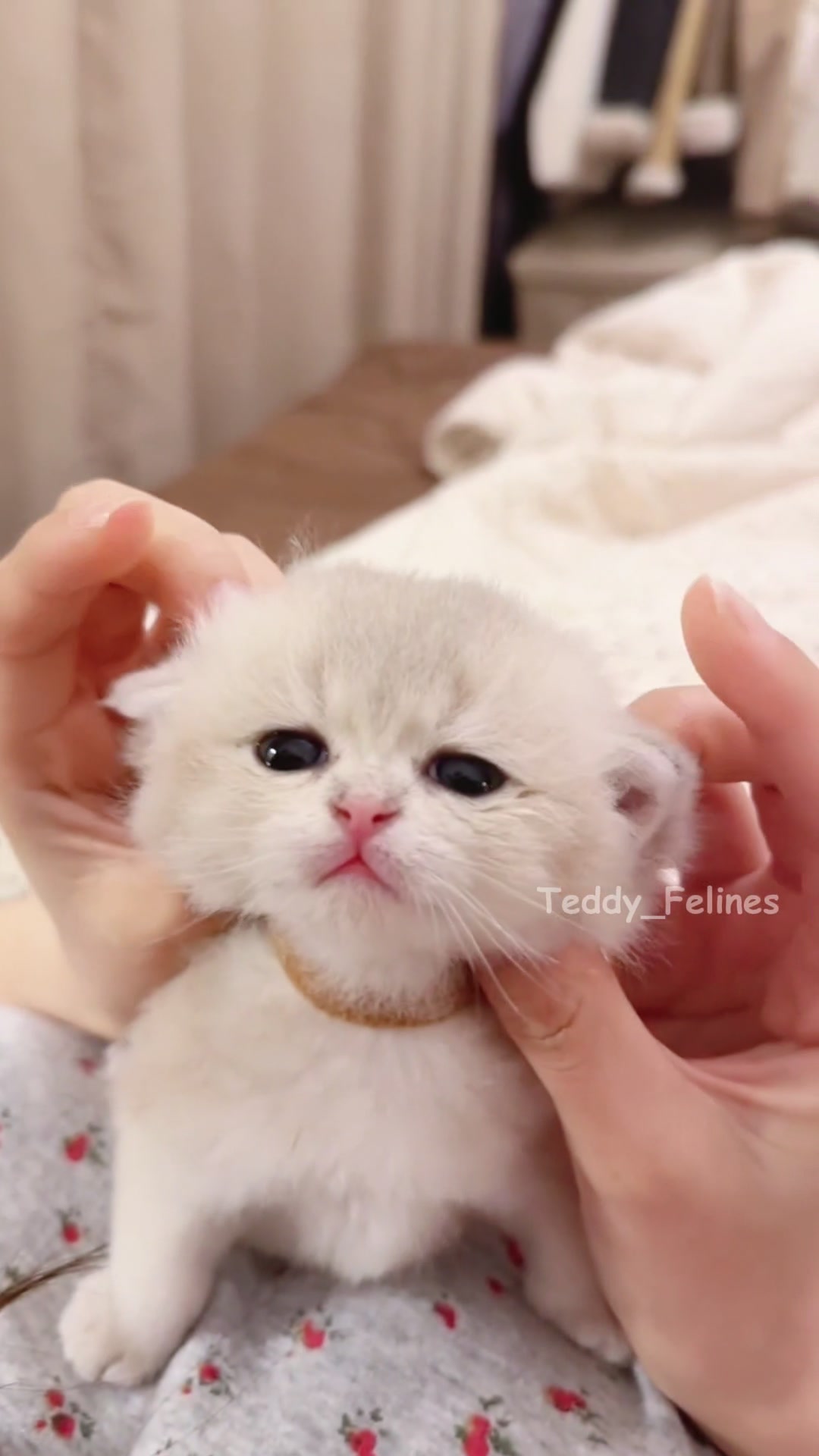 @Teddy_Felines 🧸🐾