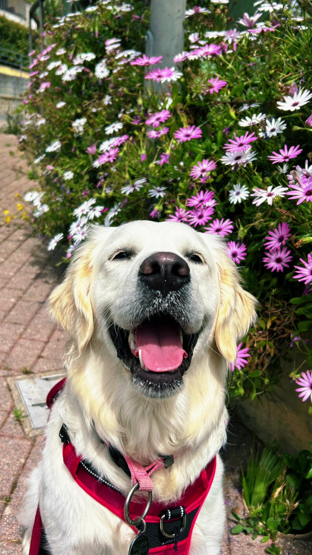 @Golden_OLIVIA.Retriver