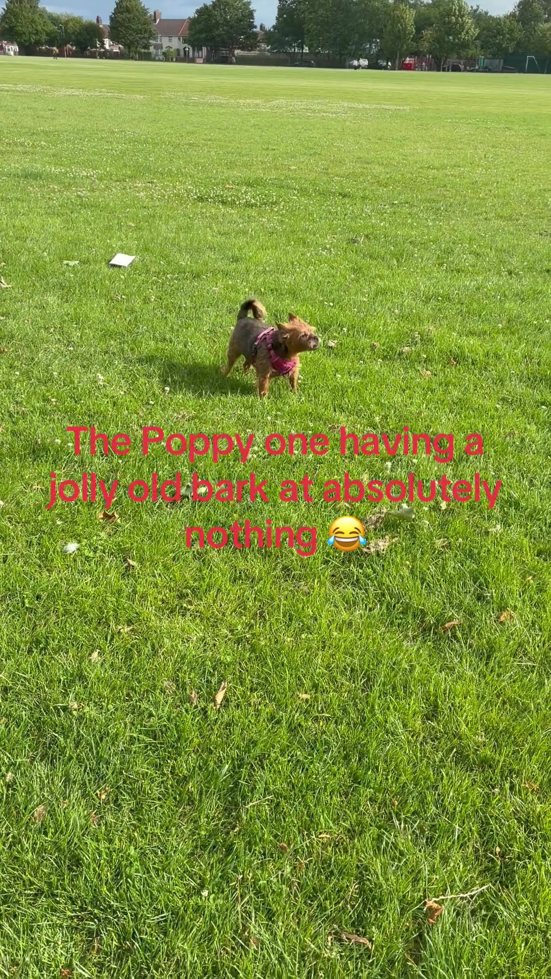 @The Poppy one 🐾🐾