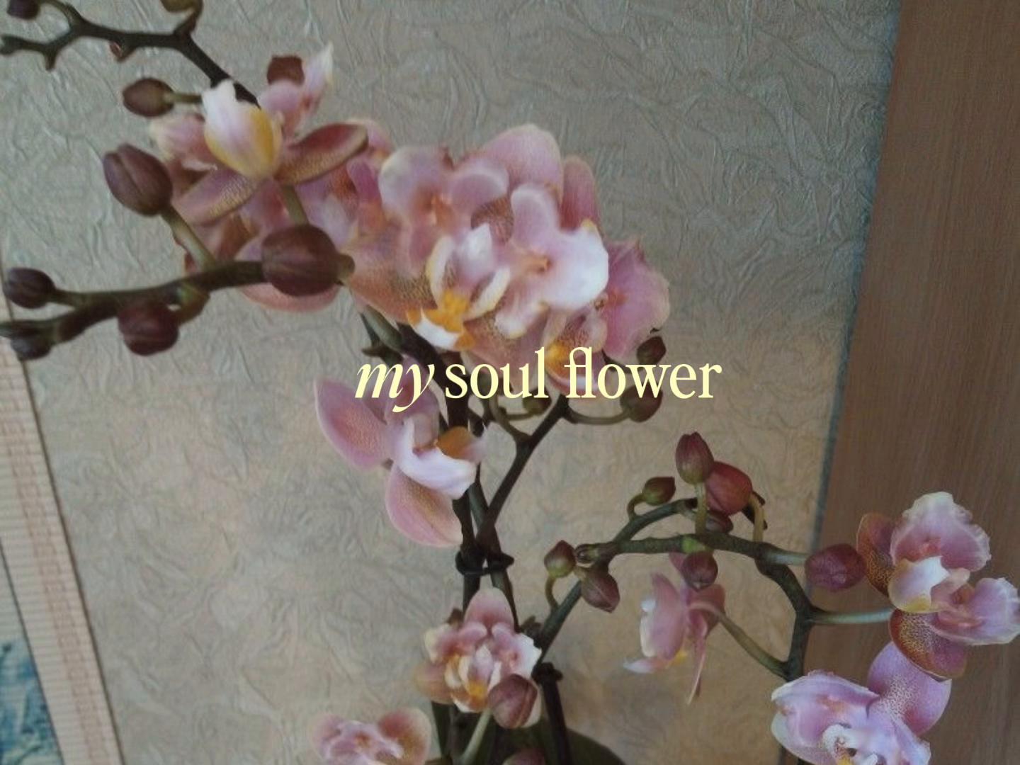 @݁₊ ⊹ 𝓁𝒾𝓀𝑒𝓎 𝓂𝑒 ೃ࿔*