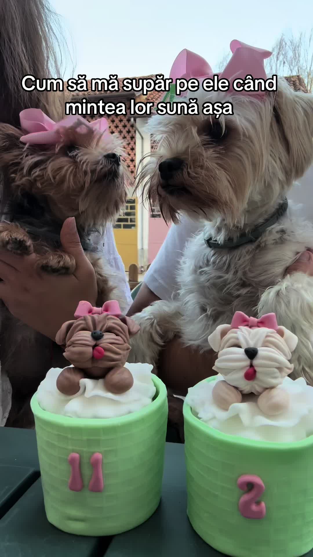 @🐶Bella&Mila🐶