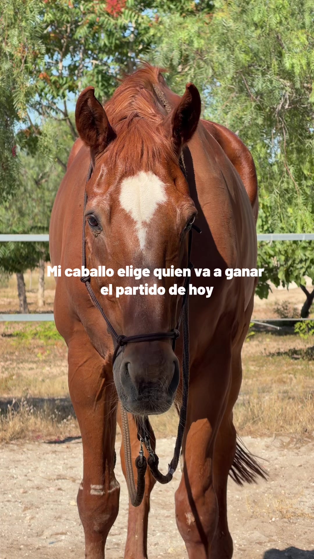 @MyHorse
