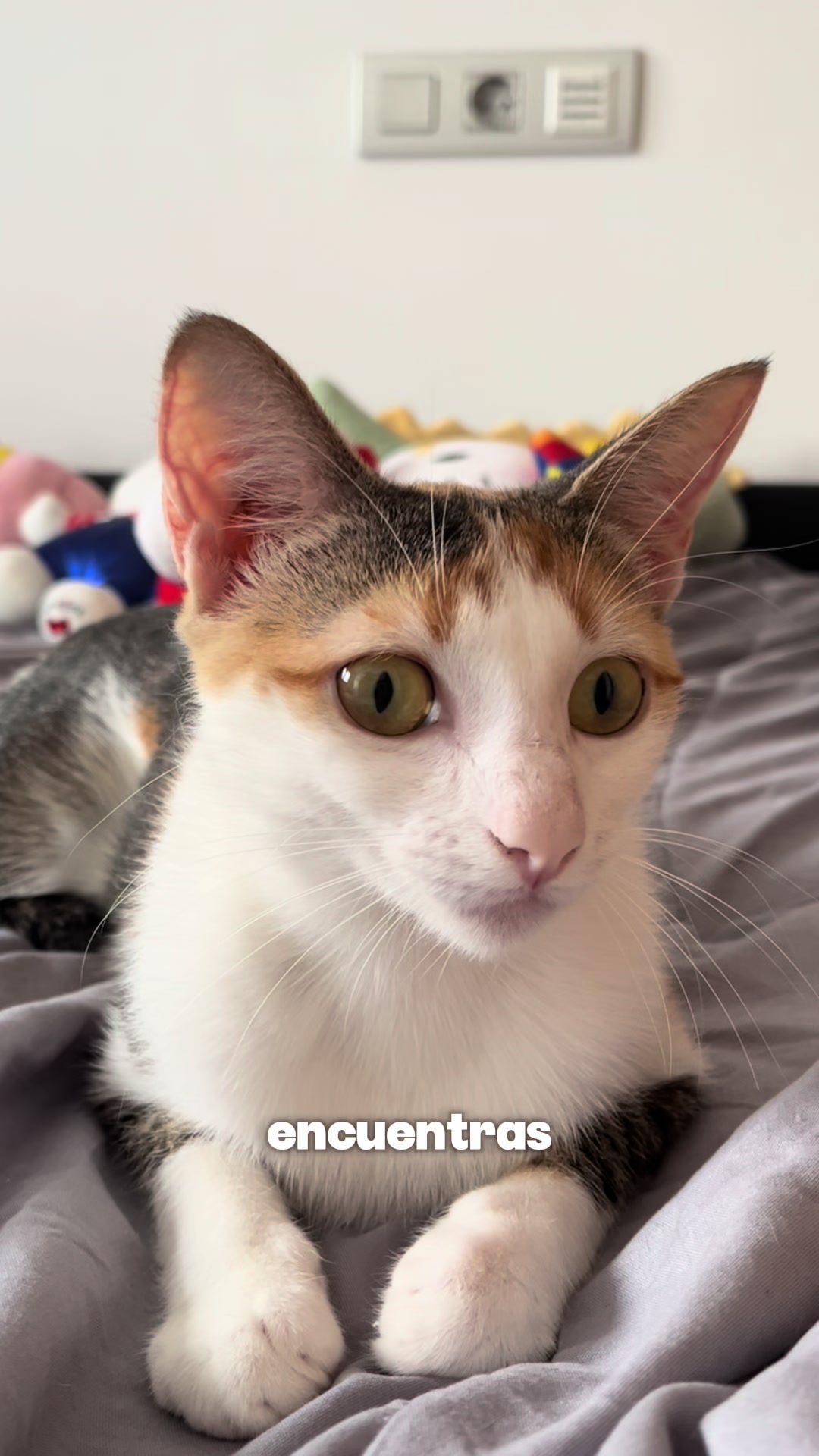 @- Alejandra 🐱💕