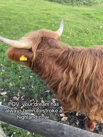 @RAVEN🤍🐮