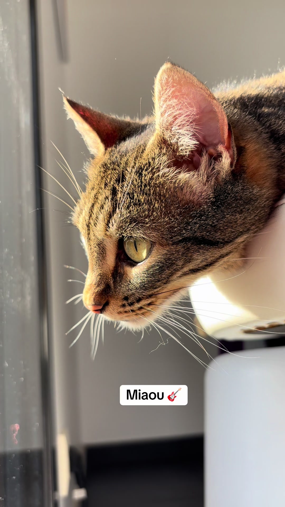 @Bulle la chatte 🐈