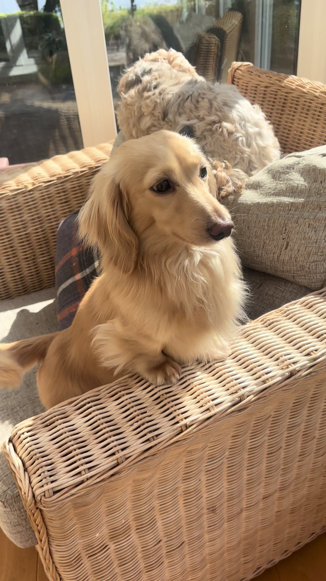@doglovers1980