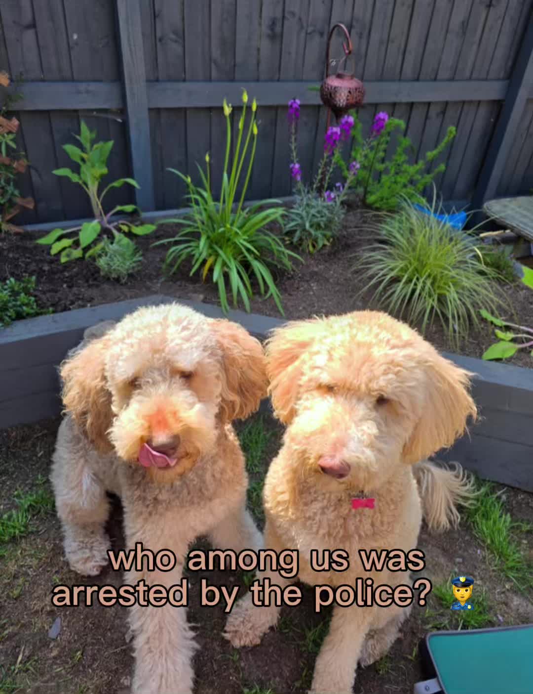 @Doodle duo