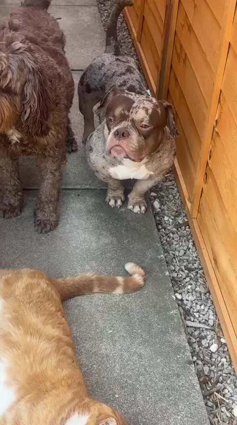 @pablothelittlebullydog