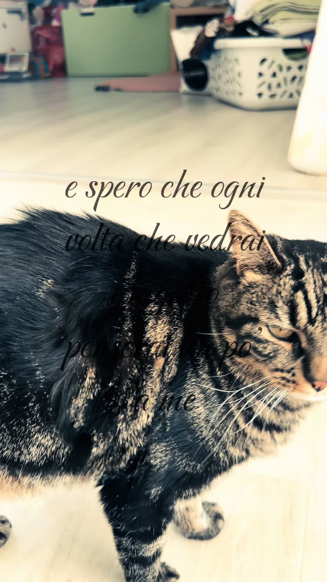 @ᥫ᭡