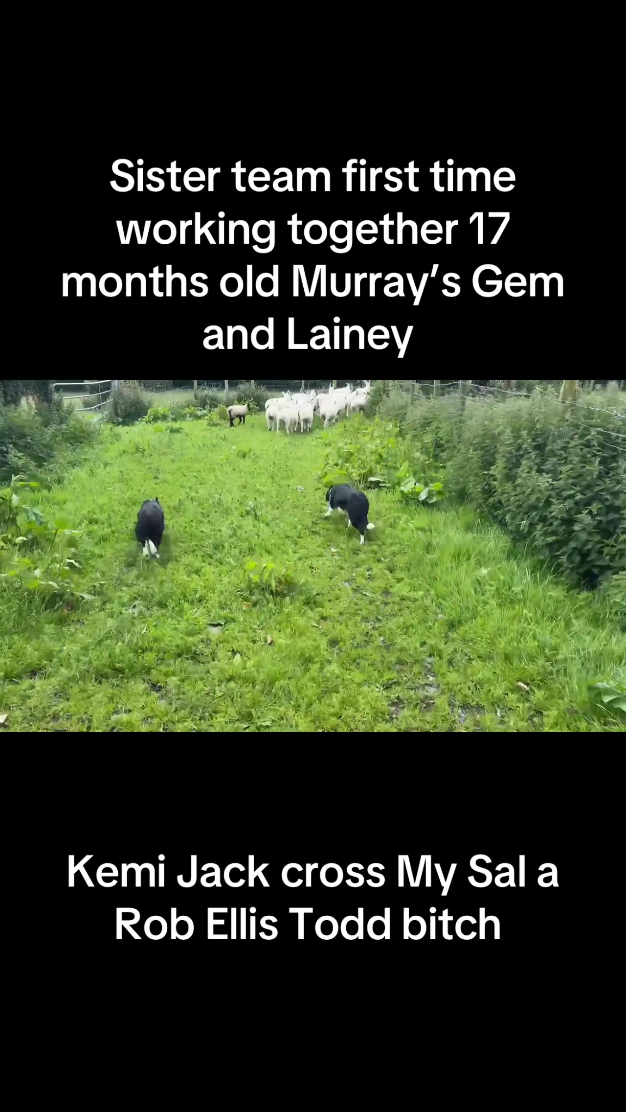@Ravara and Murray’s sheepdogs