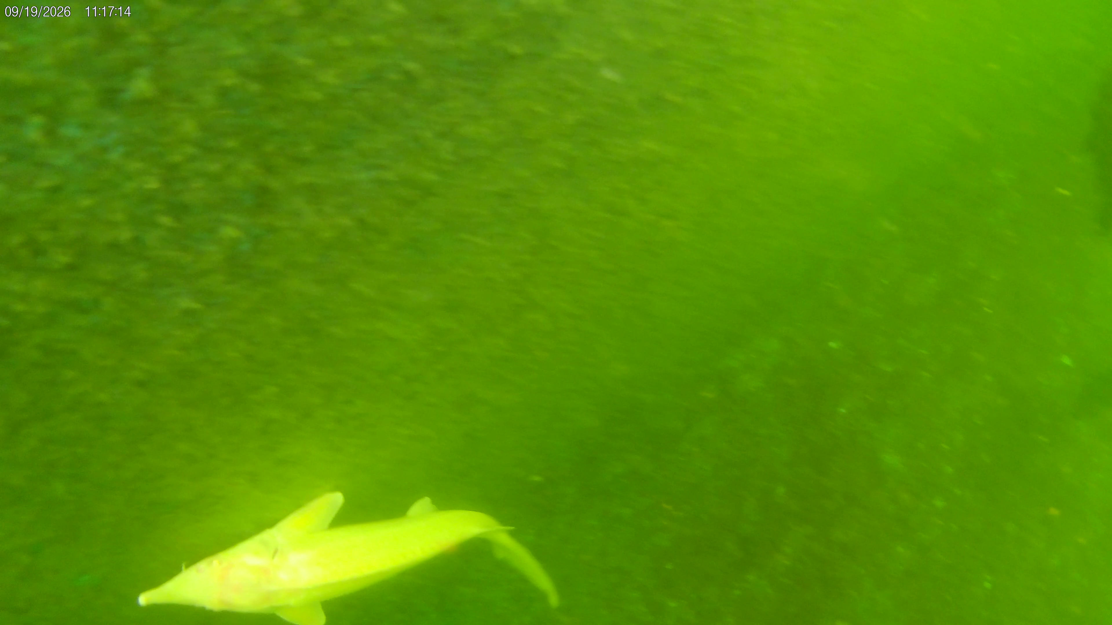 @Kev’s Koi