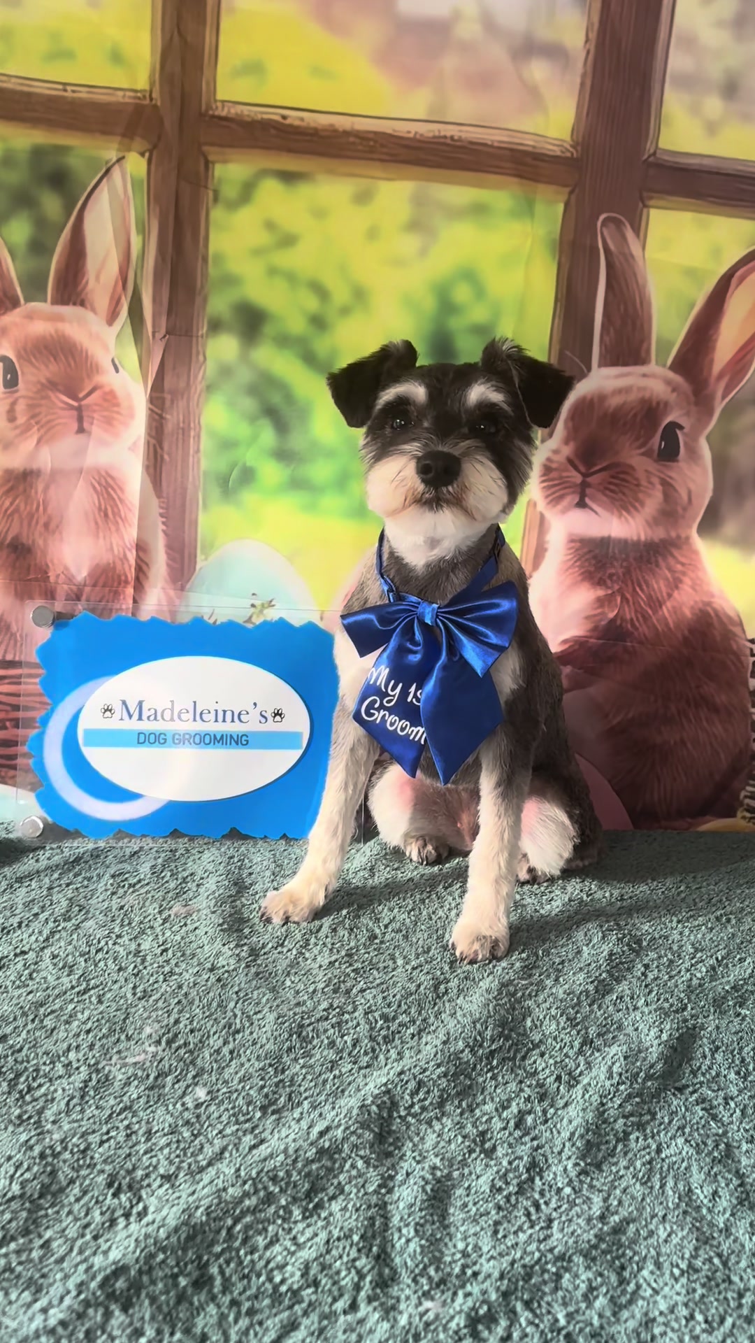 @madeleinesdoggrooming