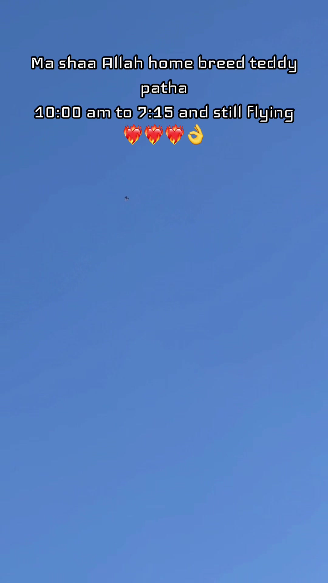 @DKB🇵🇰ĦighFlyerPigeonClub 🕊️