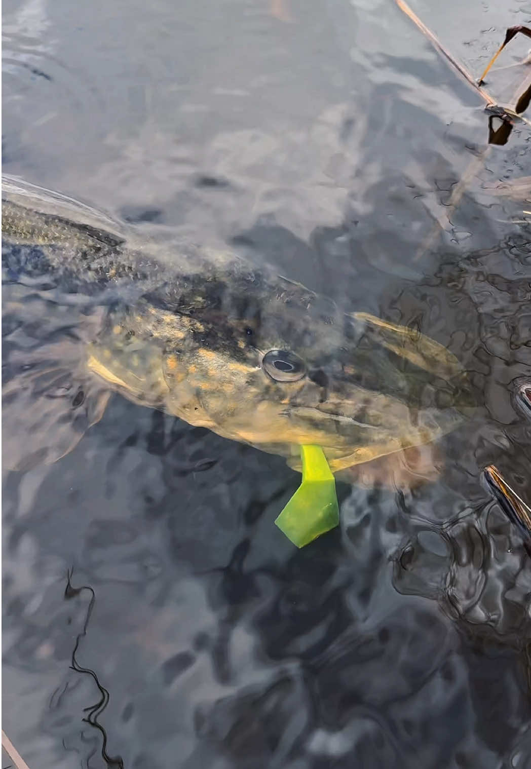@Tackle Crew