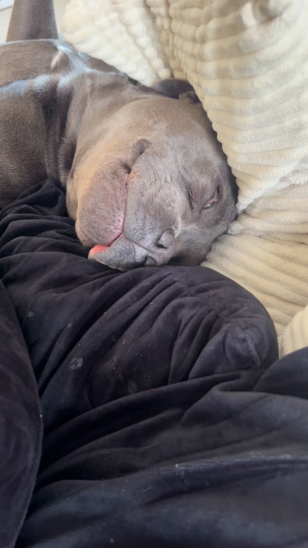 @Shadowlestaffy🐾