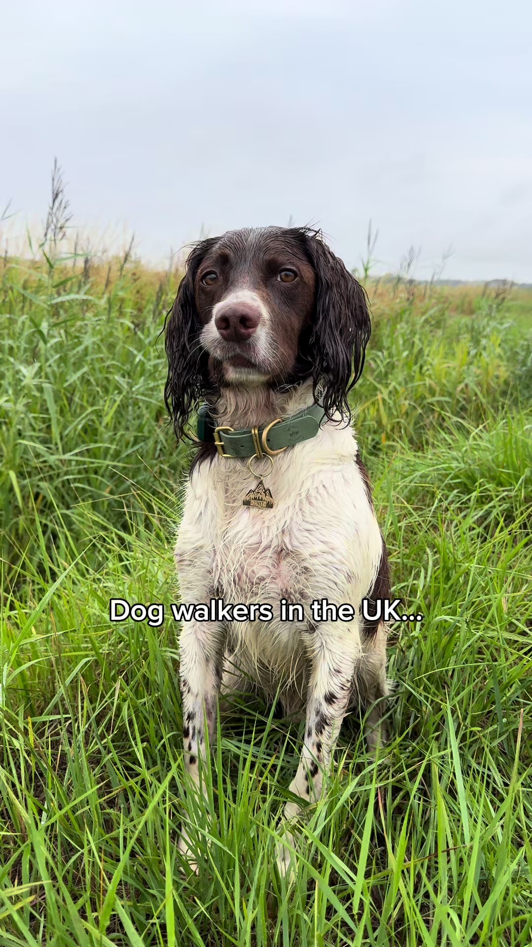 @Jinky Springer Spaniel 🐾 💚