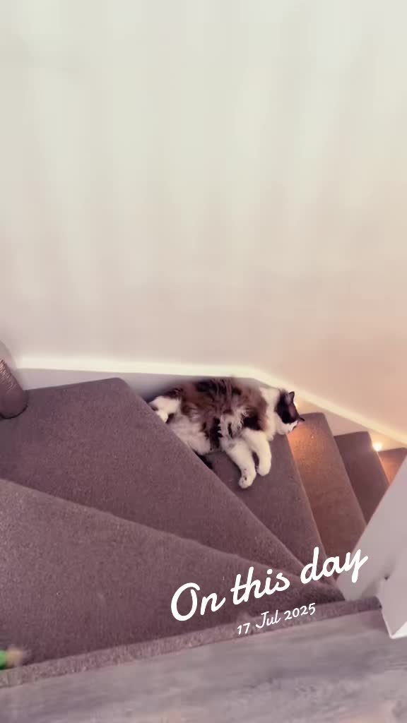 @Ted the ragdoll cat 🐾