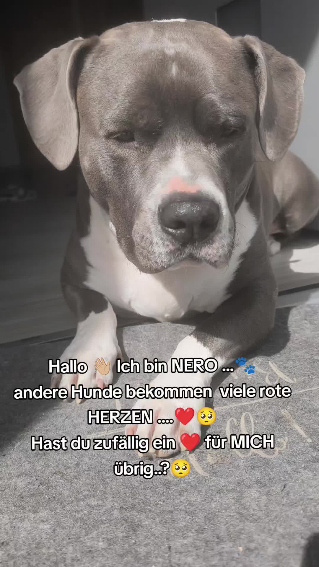 @Kampfschmusser_Nero🖤