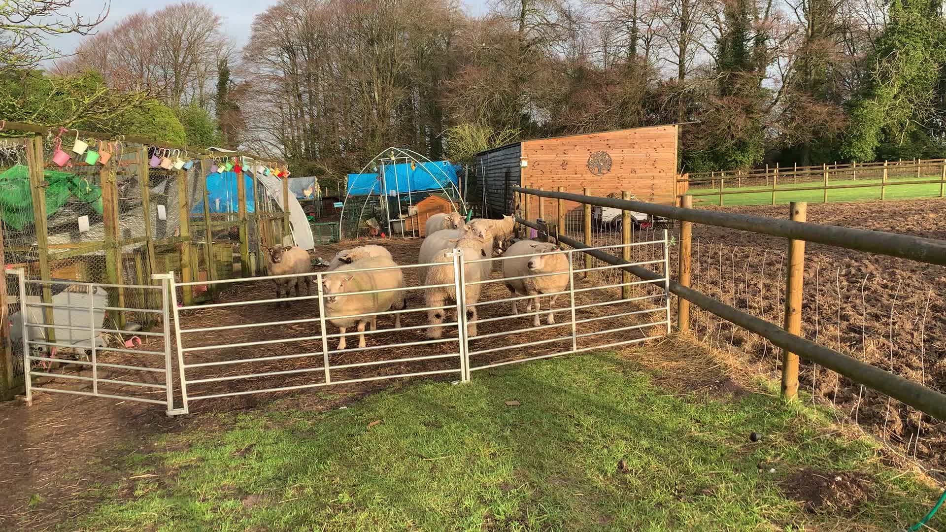 @Walnut Tree Farm